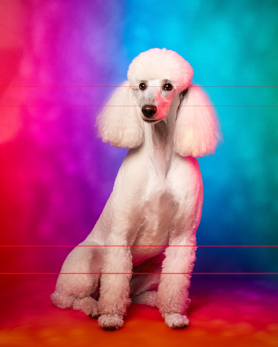 Standard White Poodle on Technicolor Blend
